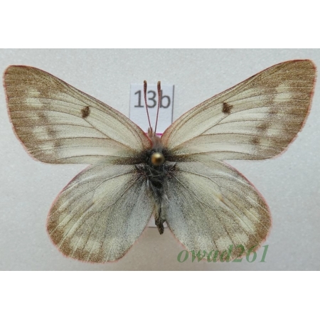 Colias nastes aliaska O. Bang-Haas, 1927 female Canada13b